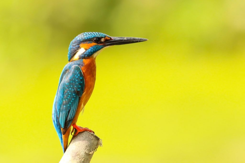 Small Business Photography Tips for Sharper Images