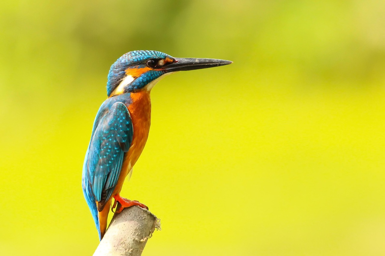 Small Business Photography Tips for Sharper Images